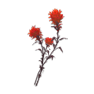 decor_14382_thumbnail